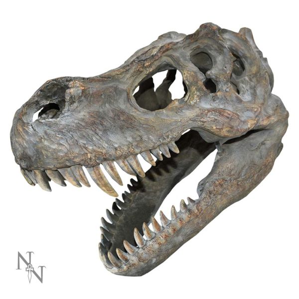 Tyrannosaurus Rex Skull